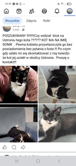 Kot  Poszukiwany  pilne !