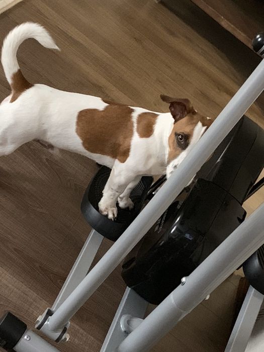 Джек Рассел В’язка