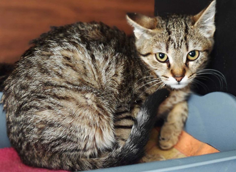 Маленька Пуша 3 міс: таббі-кошеня, що мріє про дім // кішка кіт