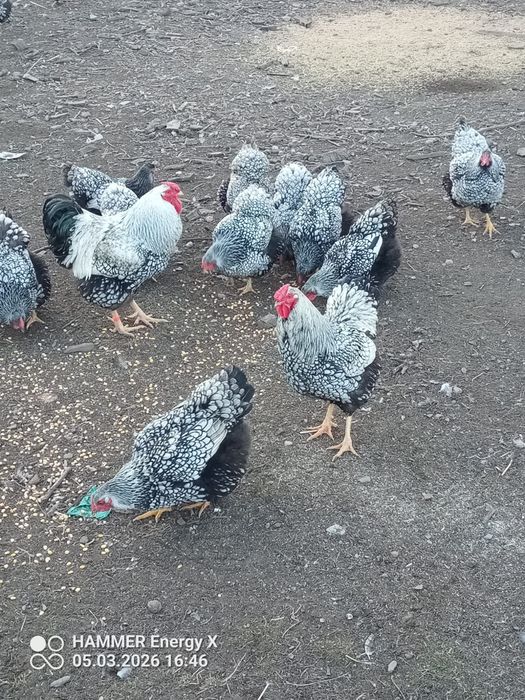 Jaja lęgowe wyandotee