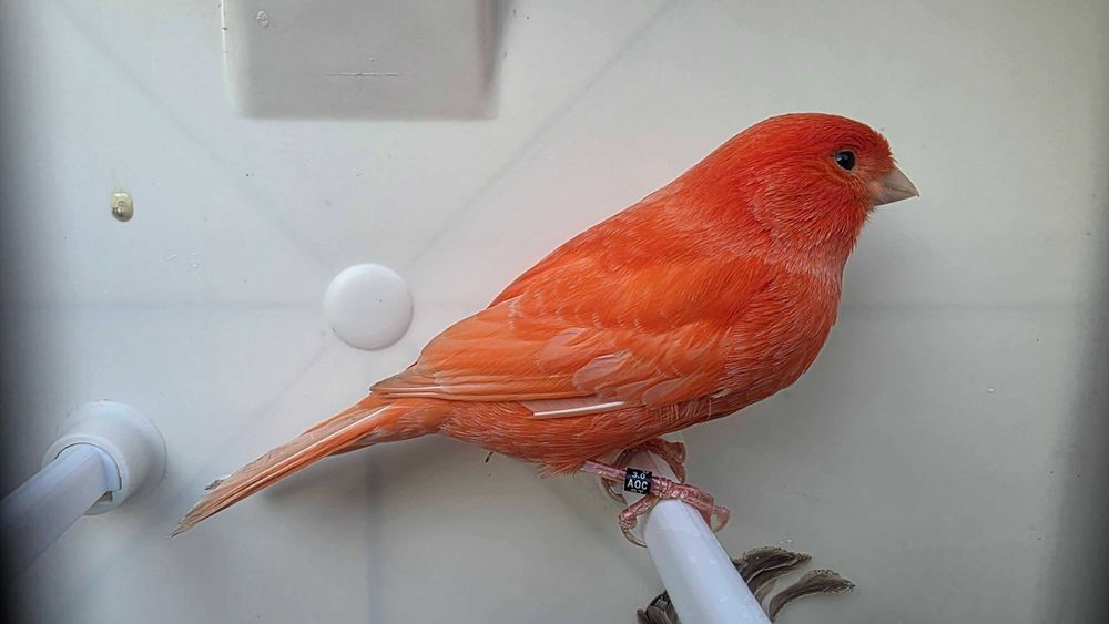 Canários vermelhos intensos e nevados