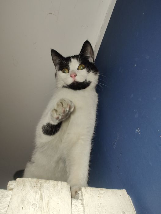 Pan Łaciaty szuka domu