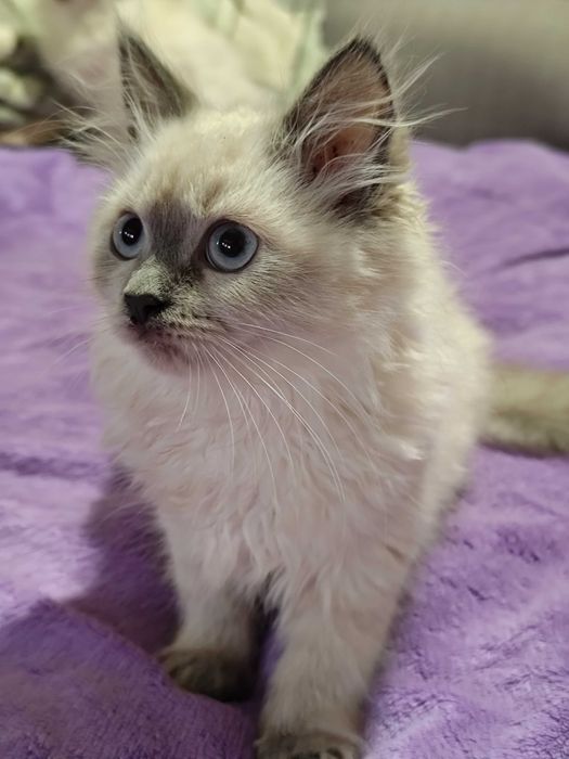 Невская голубоглазка