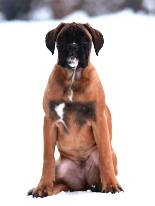 Bokser, suczka, żółta,  ZKwP /FCI