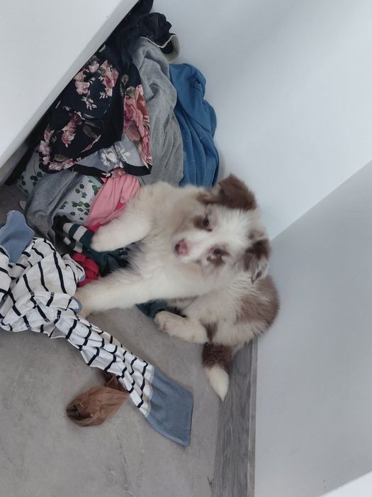 Border collie suczka fci zkwp