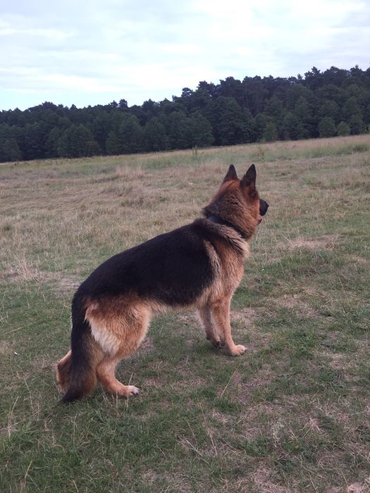 Вязка собаки