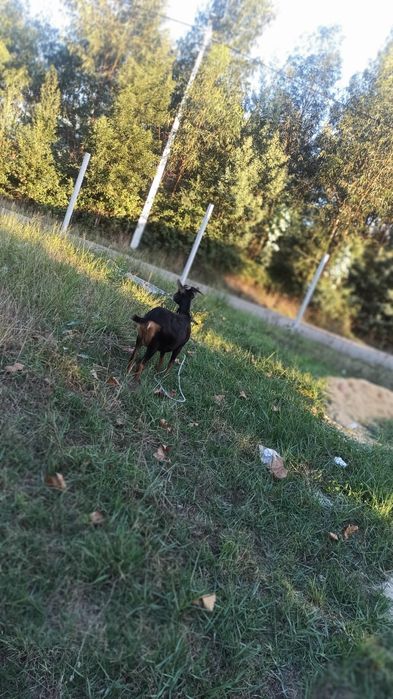 Vendo cabra muito linda raça grande