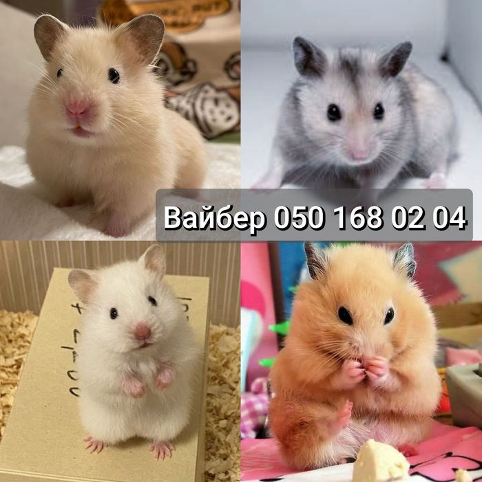 Хомяк есть чисто белые, королевские, абрикос, серебро