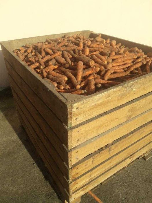 Marchew drobna paszowa odpadowa