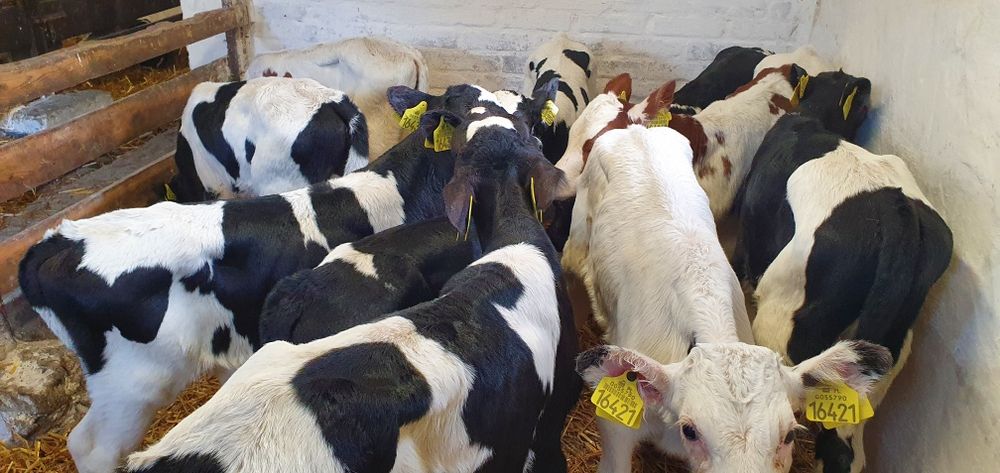 Byczki jałoszki cielaki, mięsne, mieszańce, NCB, HF sprzedam