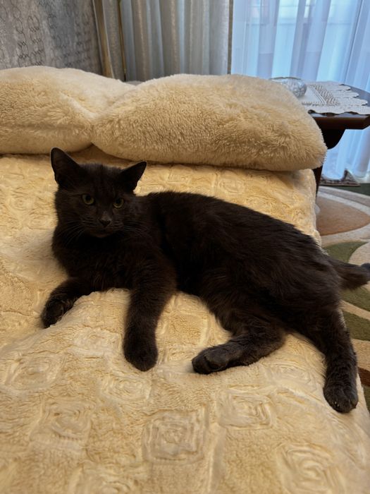 Oddam kota w dobre ręce – 6-letni, wykastrowany, zaszczepiony