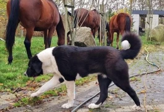 Owczarek środkowowazjatcki