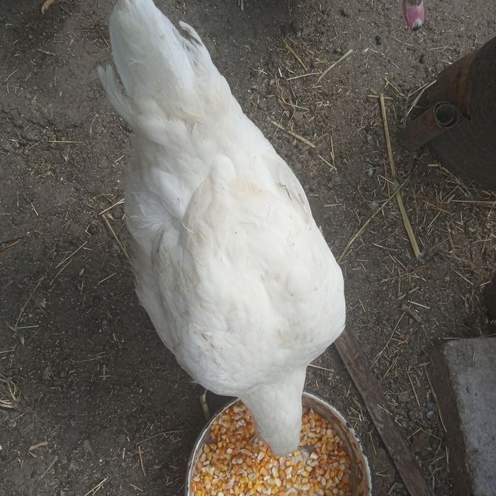 Тушки качка шипуни, гуси, кролі, кури