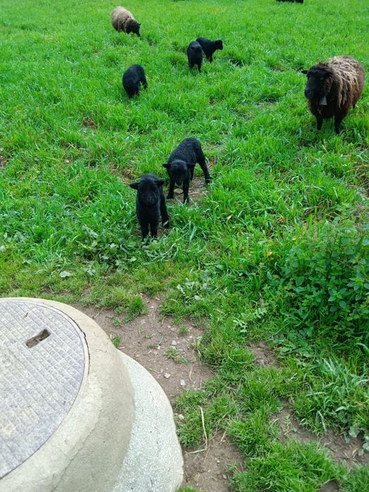 Ovelhinhas anãs puras.