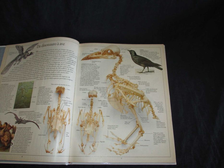 Livro Aves Peixes Mamíferos Enciclopédia Visual