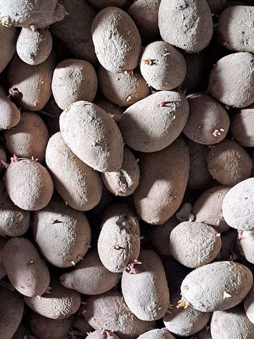 Ziemniaki jadalne wielkości sadzeniaka odmiana BALTIC ROSE (czerwone)