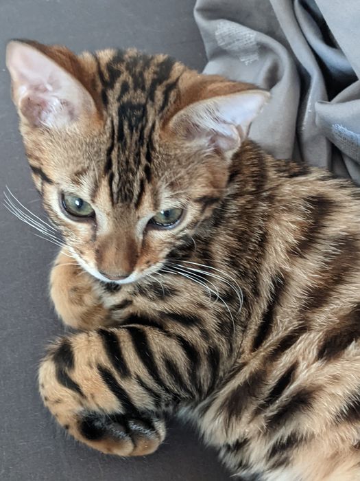 Бенгальска дівчинка