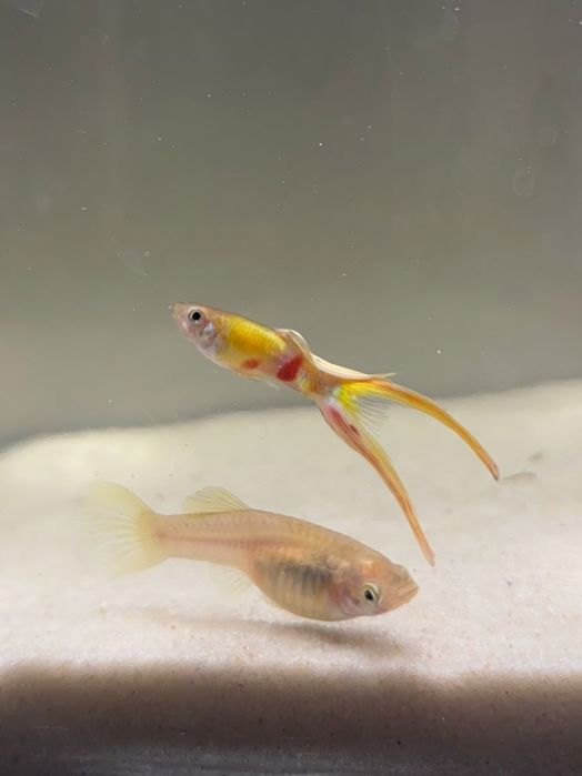 Gupik Endlera, Silver lira, para