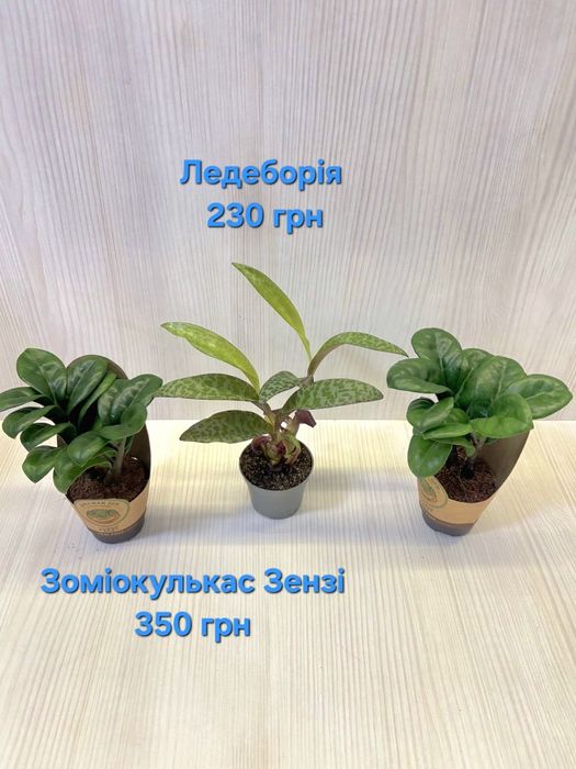 Кімнатні квіти,  вибір інших