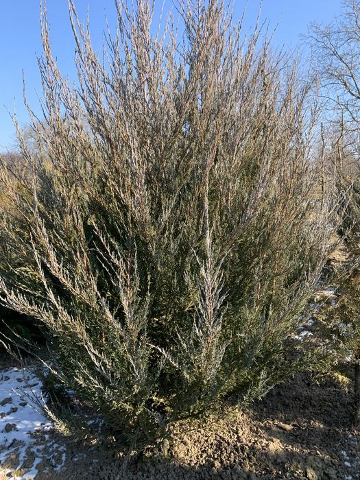 Зелені насадження Блю Арроу