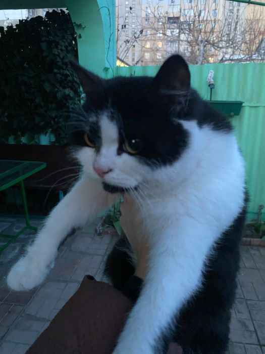 віддам котика, хлопчик