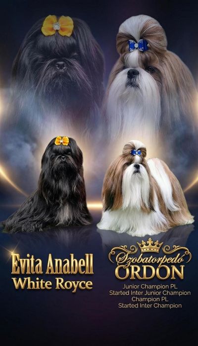 Sunia Shih-tzu FCI : Urocza czarna sunia FCI