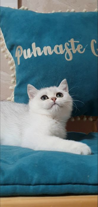 серебристая шиншилла котенок