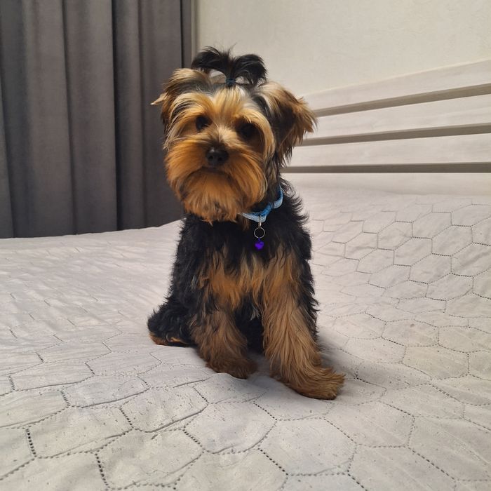 Цуценя йоркширського тер’єра шукає нову домівку