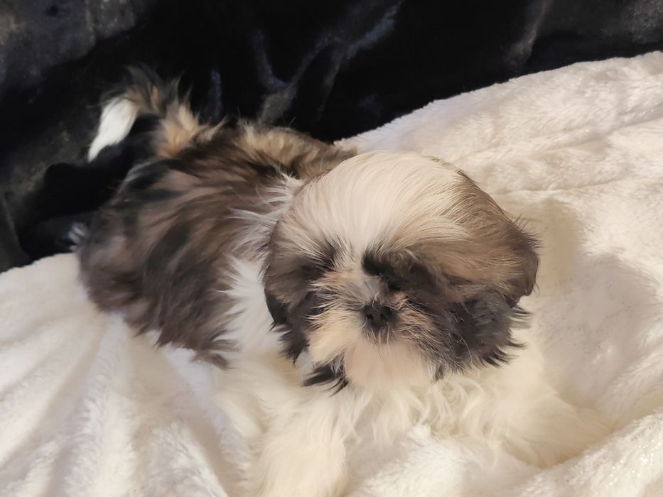Shih Tzu -suczka