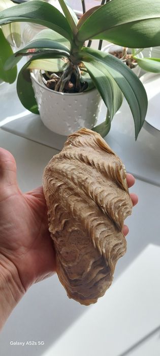 Prawdziwa muszla morska