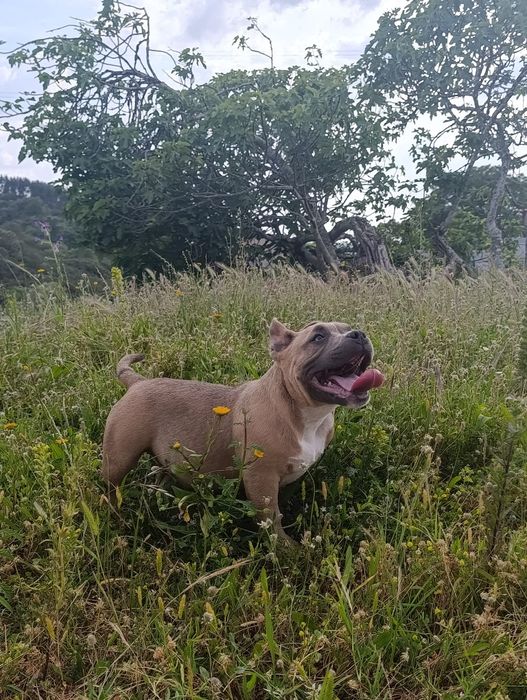 American bully pocket