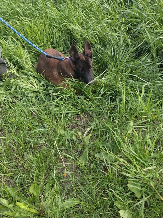 Owczarek belgijski malinois