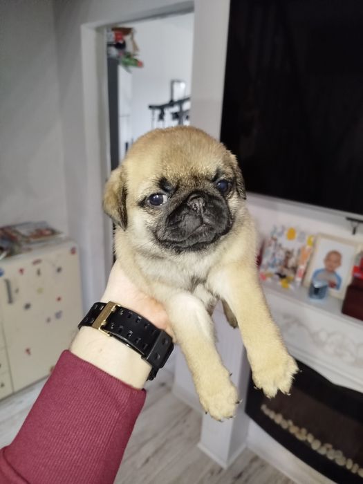 Mops suczka 05.01.2026