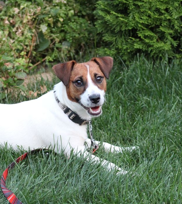 Молодий гладкошерсний кобель джек расел