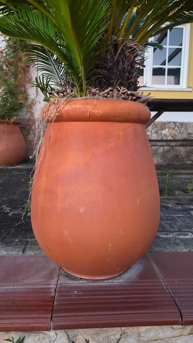Pote de barro para exterior com Cica Revoluta