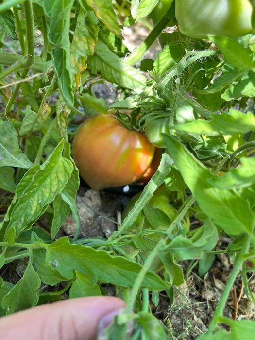 Tomate coração de boi
