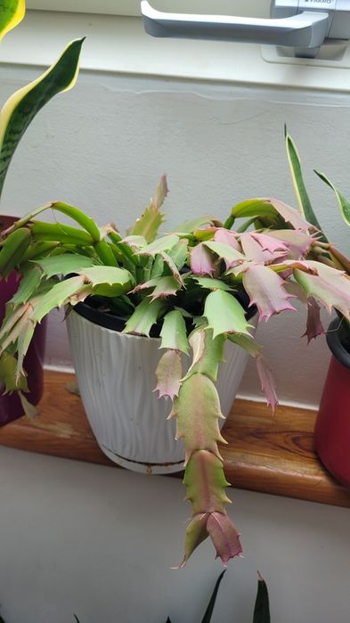 Kwiaty domowe różne