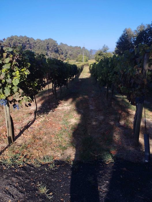 Uvas Vinhão e Loureiro