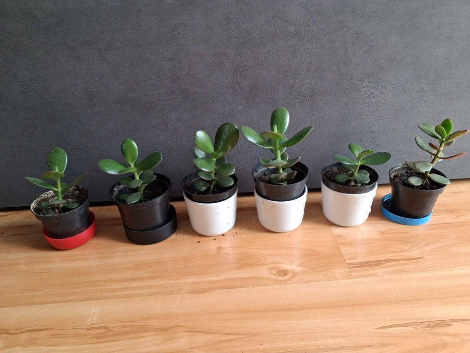 Grubosz - drzewko szczęścia