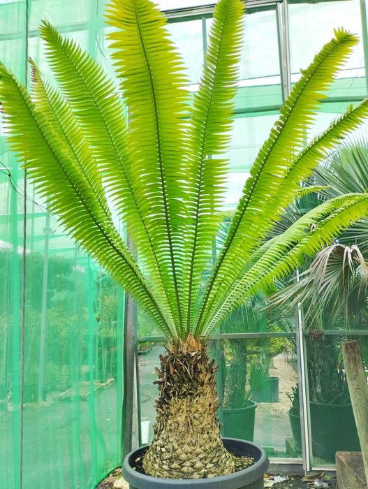 Palmeira de goma ou Dioon spinulosum