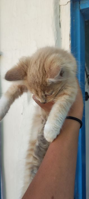 Кошеня в добрі руки