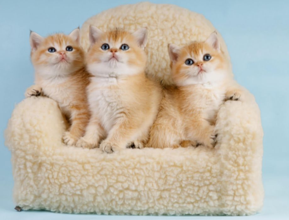 Котята золотая шиншилла