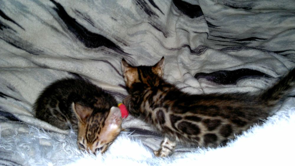 Бенгальські кошенятка в яскравих шубках