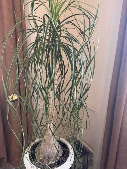 Бокарнея- Нолина