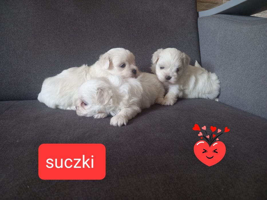 Maltańczyk  sunia