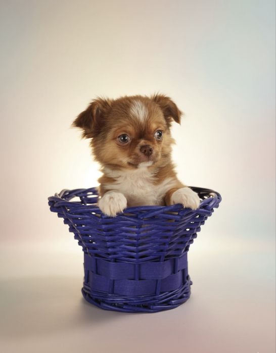 Чизуахуа 3,5 месяца(со всеми прививками)