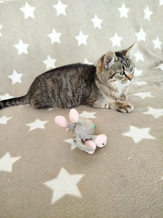 Кошеня в гарні руки