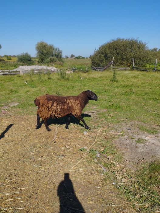 Курдючного барана