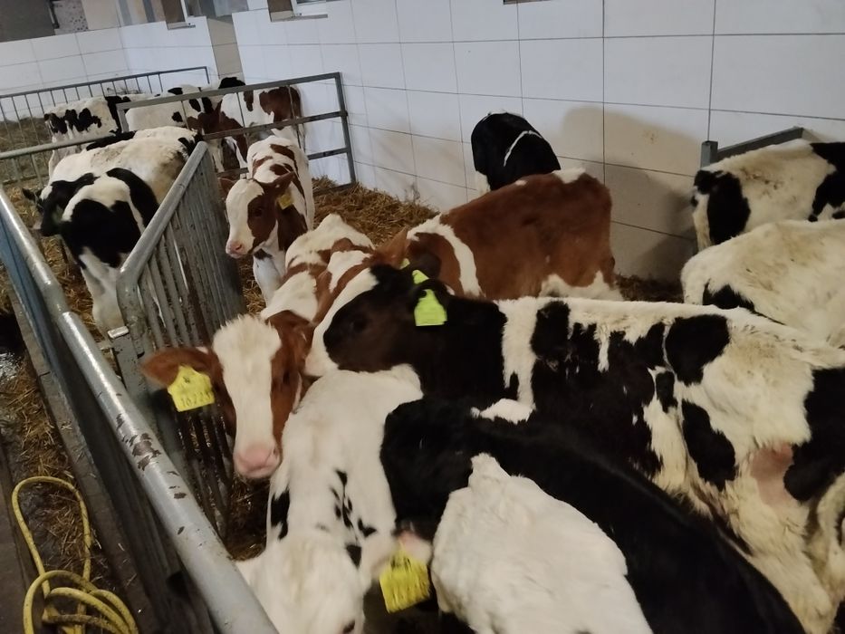 Ładne Byczki Cielaki