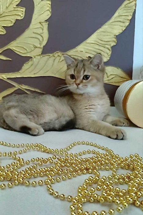 Крутезні кошенята,  золоті  шиншилки